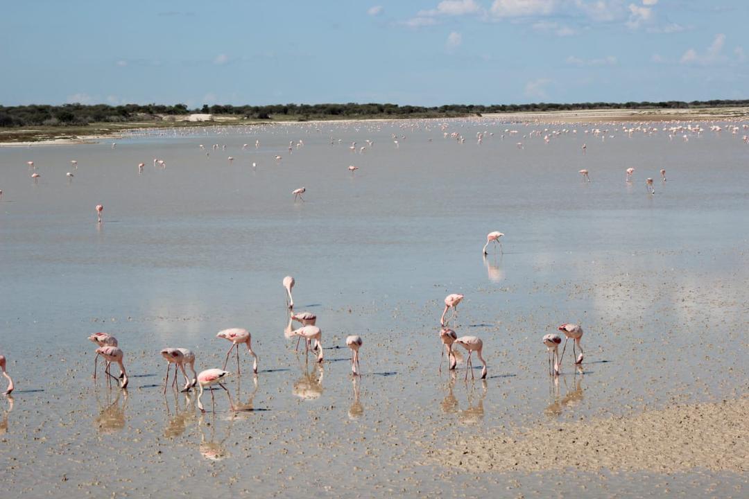 Namibia Budget Safari 2026, 7 Days