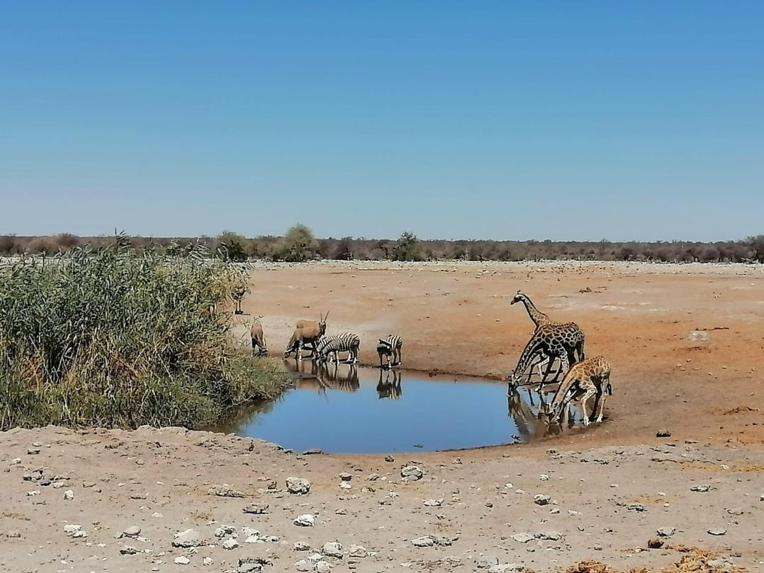 Namibia Budget Safari 2026, 7 Days