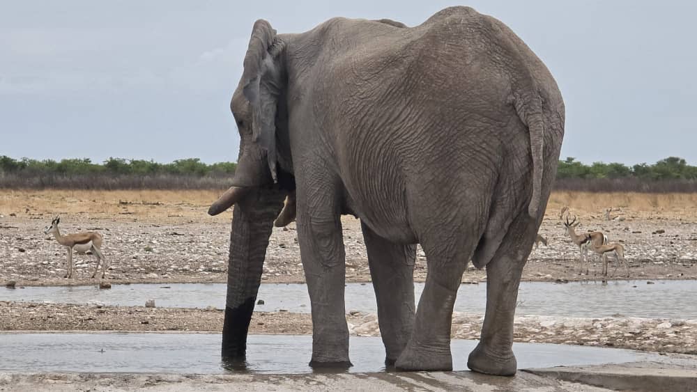 Etosha and Central Namibia Short Safari