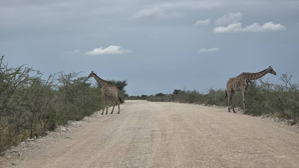 Giraffe in the Namibian bush