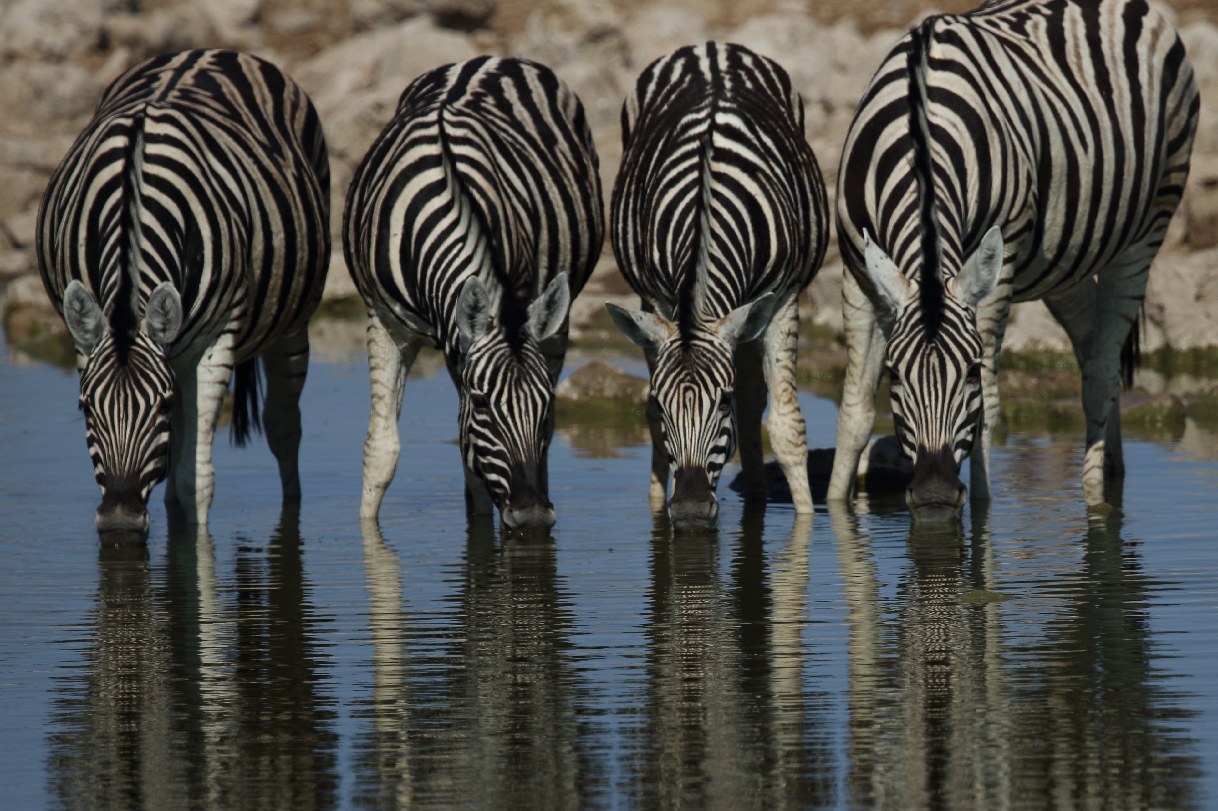 Etosha and Central Namibia Short Safari
