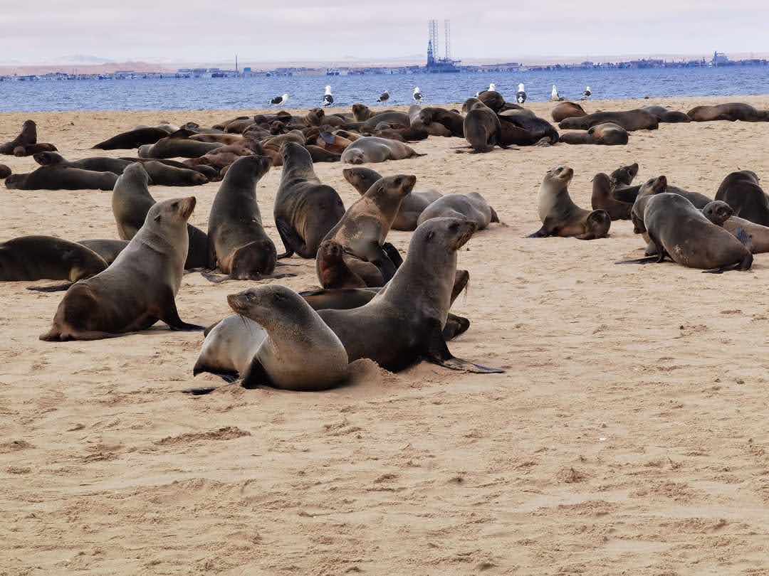 Cape fur seal colony on the Namibian coast