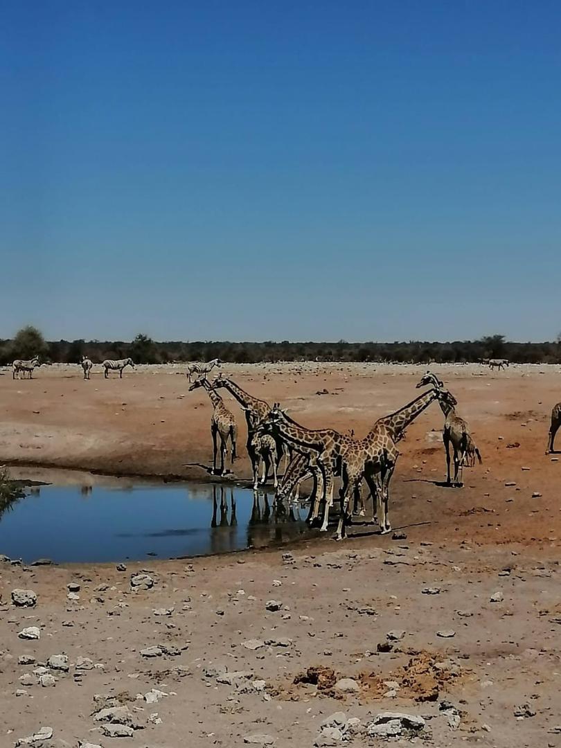 Guinea Fowl Tours and Safaris travel photo