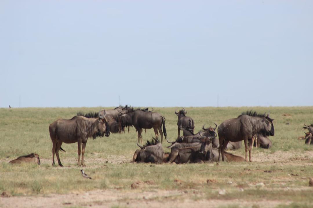 Guinea Fowl Tours and Safaris travel photo