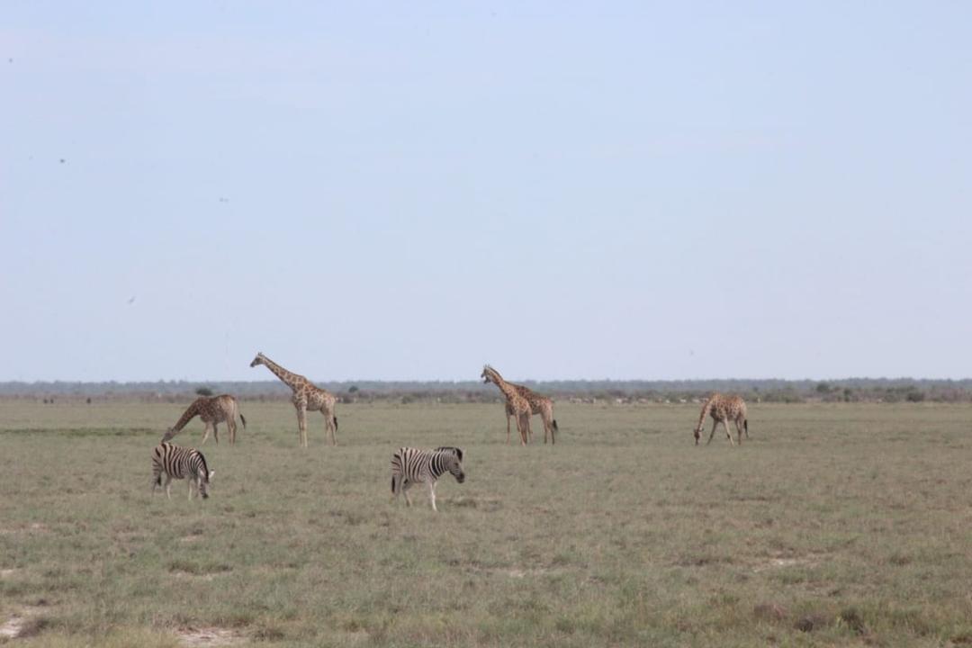 Guinea Fowl Tours and Safaris travel photo