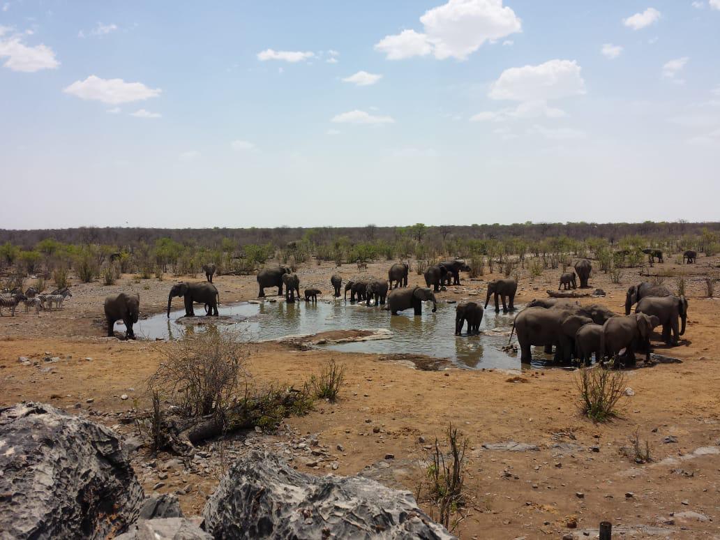 Guinea Fowl Tours and Safaris travel photo